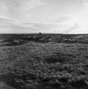 Shepherding, Heyshaw Moor